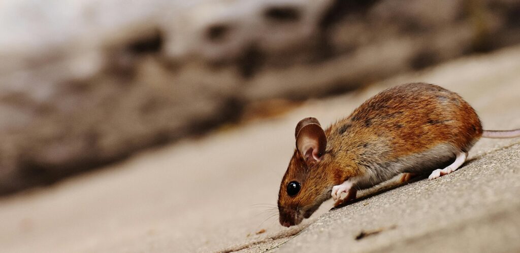 drain-cleaning High-quality close-up image of a brown rodent, showcasing its texture and environment.