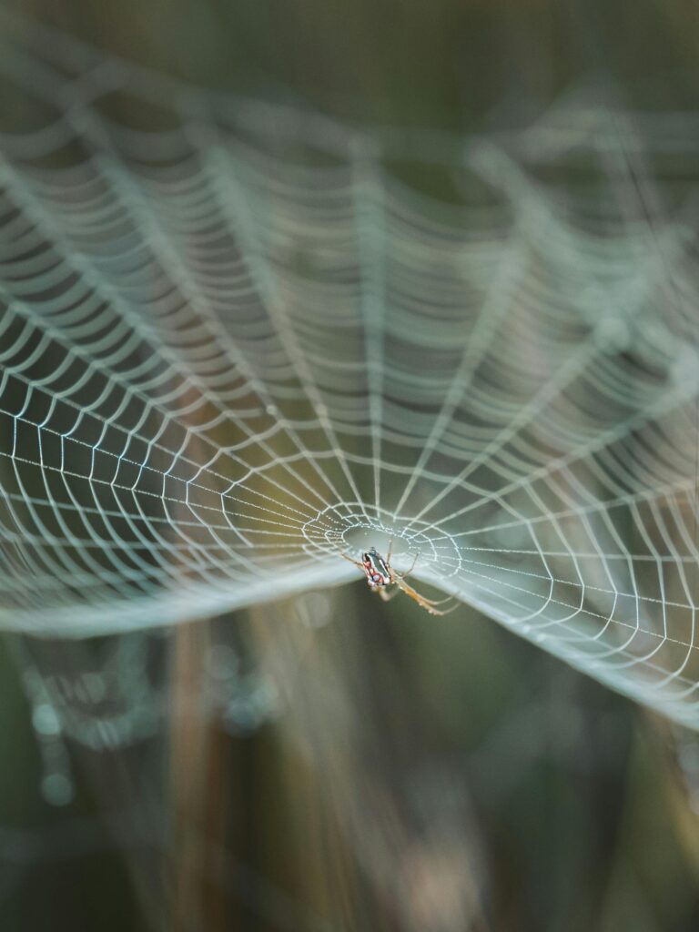 Home Close-up of a spider on a detailed web in nature, showcasing its intricate pattern and delicate strands.