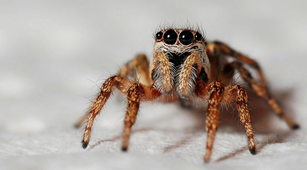 commercial-plumbing Detailed macro shot of a jumping spider's close-up on a white background, highlighting its eyes and hairy texture.